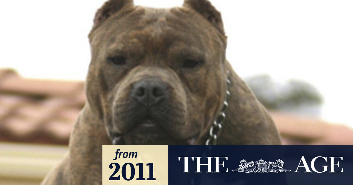 Are Bull Arabs Dangerous